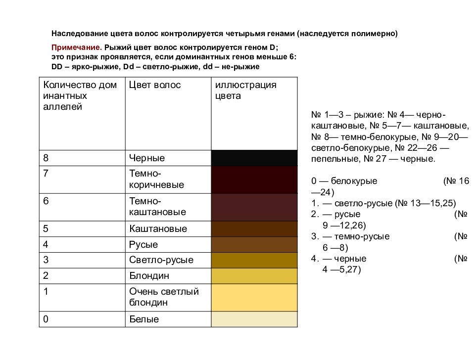 Вероятность цвета. Наследование цвета волос у человека генетика. Рыжий цвет волос наследование. Генетика цвета волос человека таблица. Цвет волос таблица наследственности.