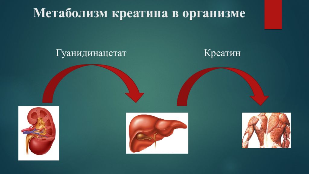 Креатин Где Можно Купить В Аптеке