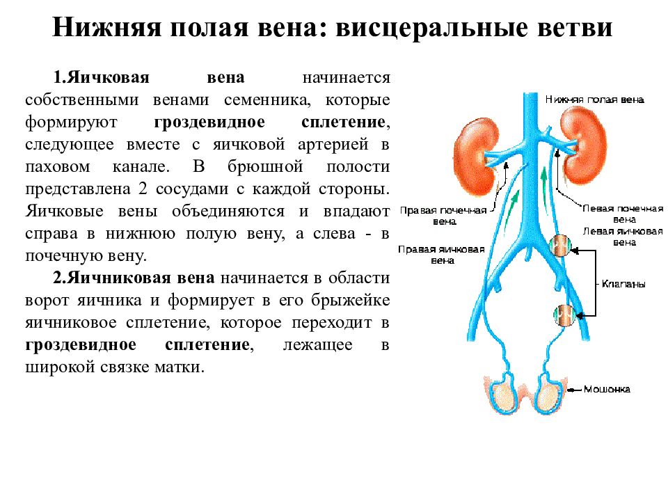 Клапаны нижней полой вены. Яичковая артерия кровоснабжает. Нижняя полая Вена с висцеральными ветвями. Яичковая артерия анатомия.