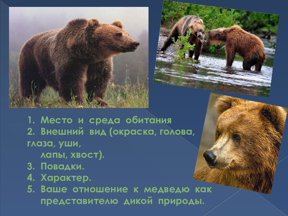 В какой природной зоне живут бурые медведи. Описание медведя. Бурый медведь описание. Бурый медведь внешний вид и образ жизни. Повадки медведя.