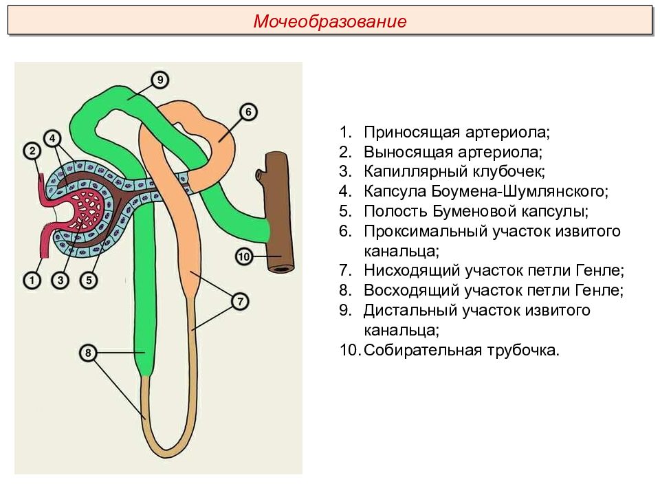 Презентация выделительная система пименов