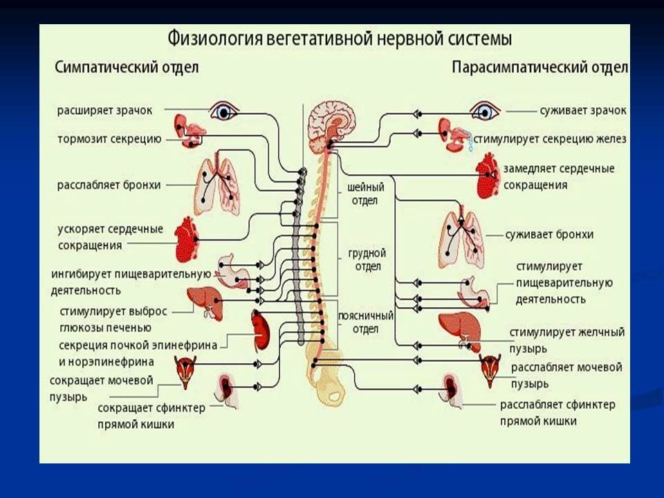 Физиология нервной системы. Нервная система физиология человека. Анатомия и физиология нервной системы. Нервная регуляция физиология.