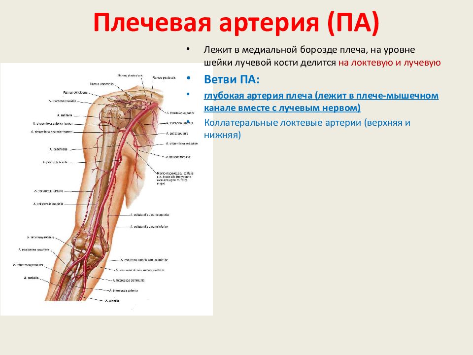 Артерии плеча схема