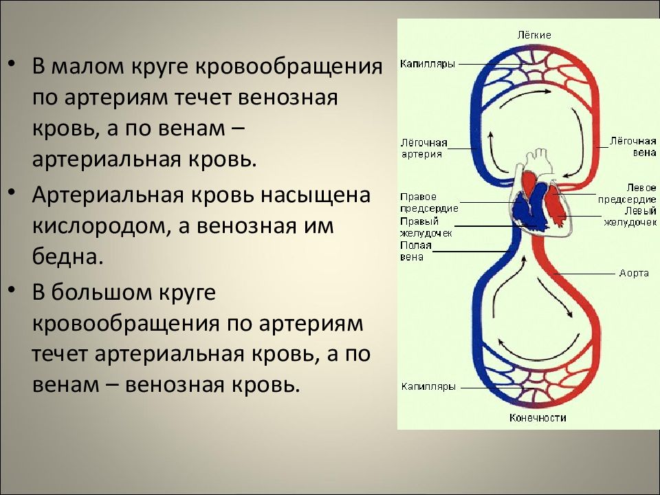 Круги кровообращения презентация