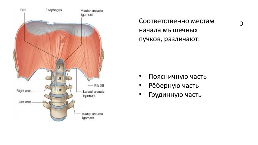Три диафрагмы у человека. Поясничная мышца и диафрагма. Диафрагма анатомия. Диафрагма анатомия мышцы. Поясничная часть диафрагмы.