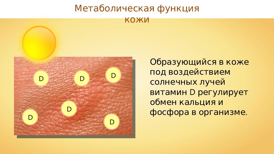 Покров кожи. Обменная функция кожи. Метаболитическая функция кожи. Обменная функция кожи человека. Обменная функция кожи заключается в.