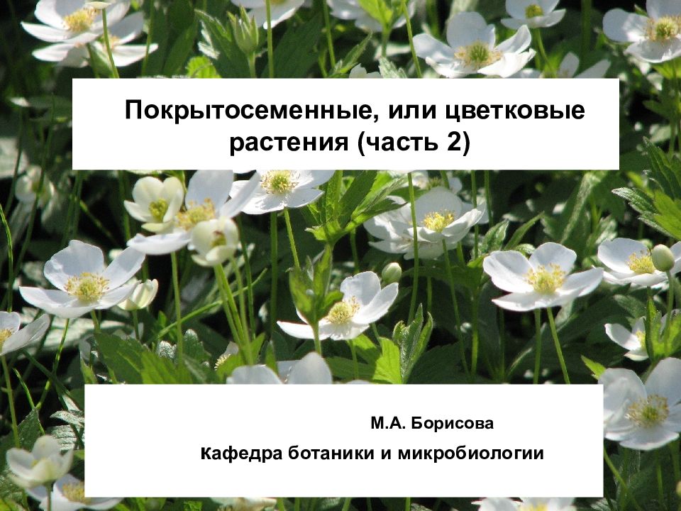 Покрытосеменные, или цветковые растения (часть 2)