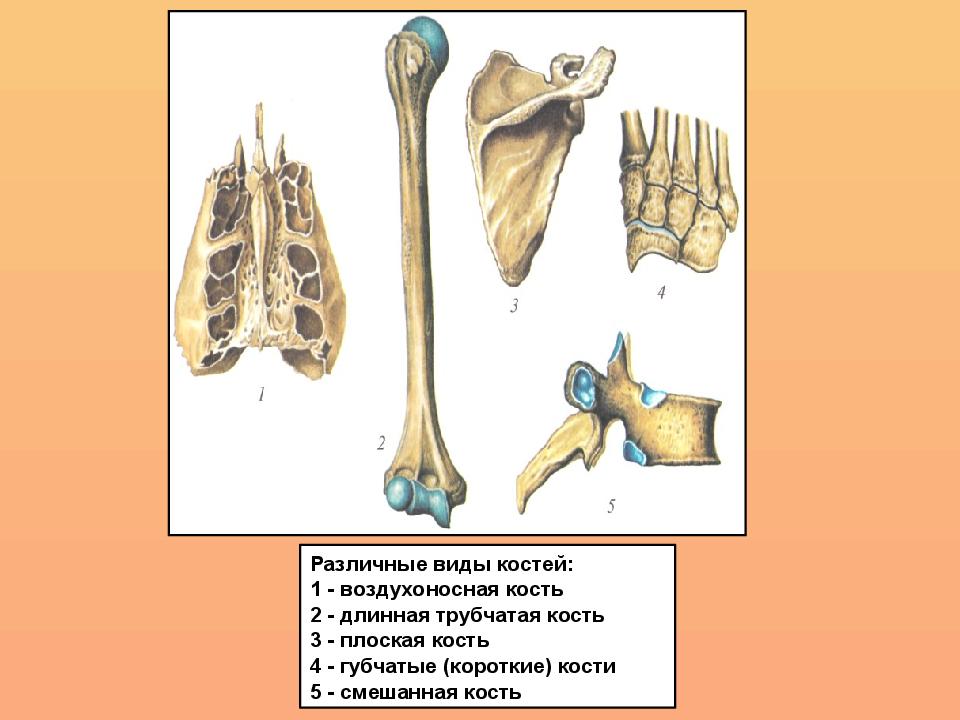Укажите губчатые кости. Кости трубчатые губчатые плоские смешанные. Трубчатые губчатые плоские смешанные воздухоносные кости. Классификация костей трубчатые губчатые. Воздухоносные кости анатомия.