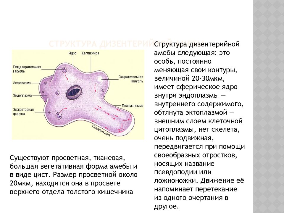 Дизентерийная амеба морфология