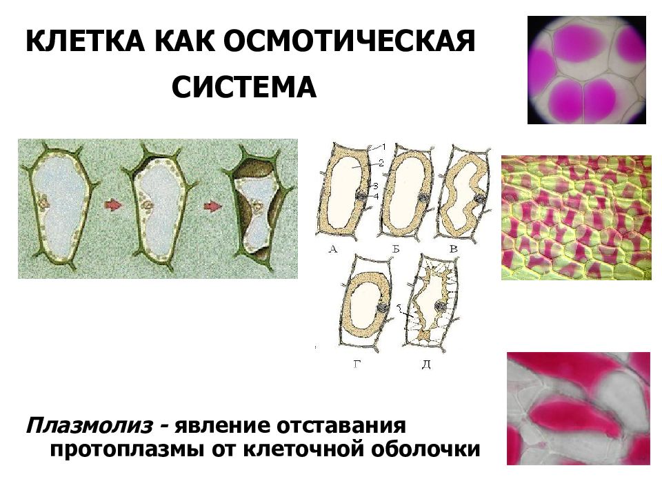 Как видно на рисунках 1 3 живое содержимое растительной клетки во время плазмолиза уменьшается в