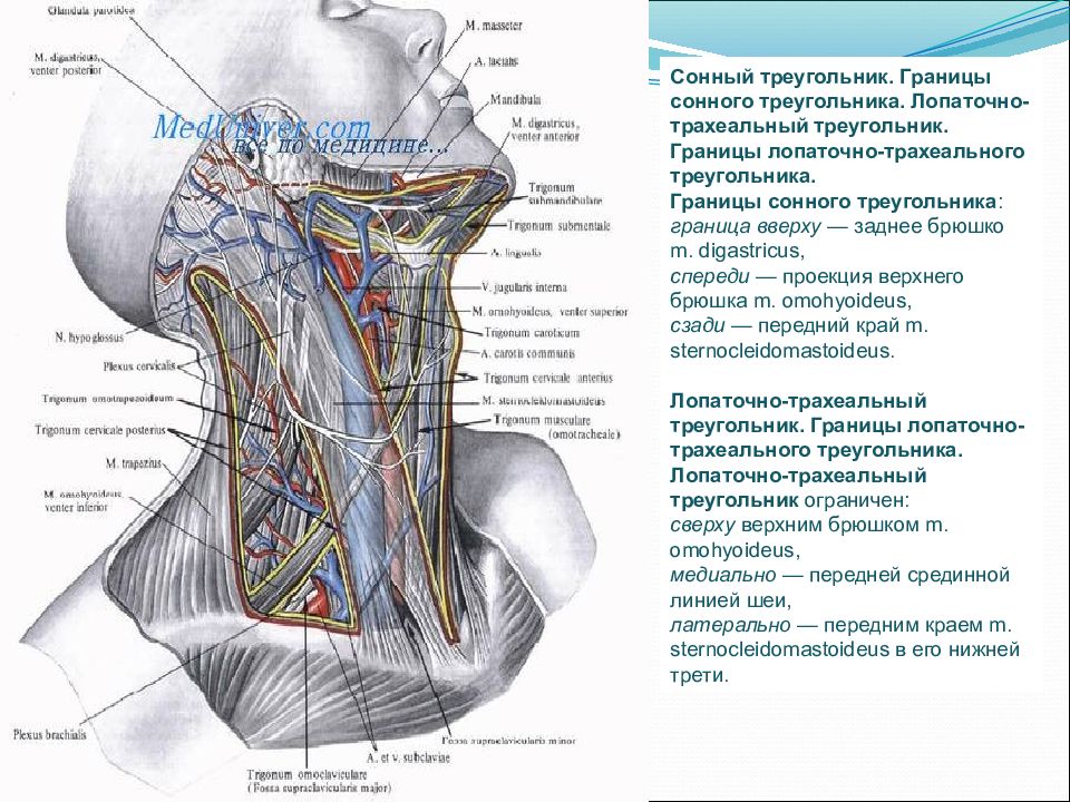 Топографическая анатомия и оперативная хирургия шеи презентация