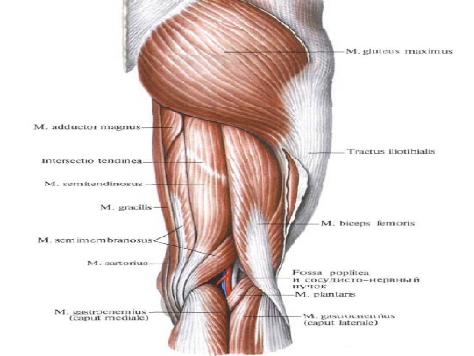 Мышцы действующие. Мышцы тазобедренного сустава анатомия. Анатомия тазобедренного сустава мышц и связок. Анатомия бедра человека связки. Мышцы действующие на тазобедренный сустав.