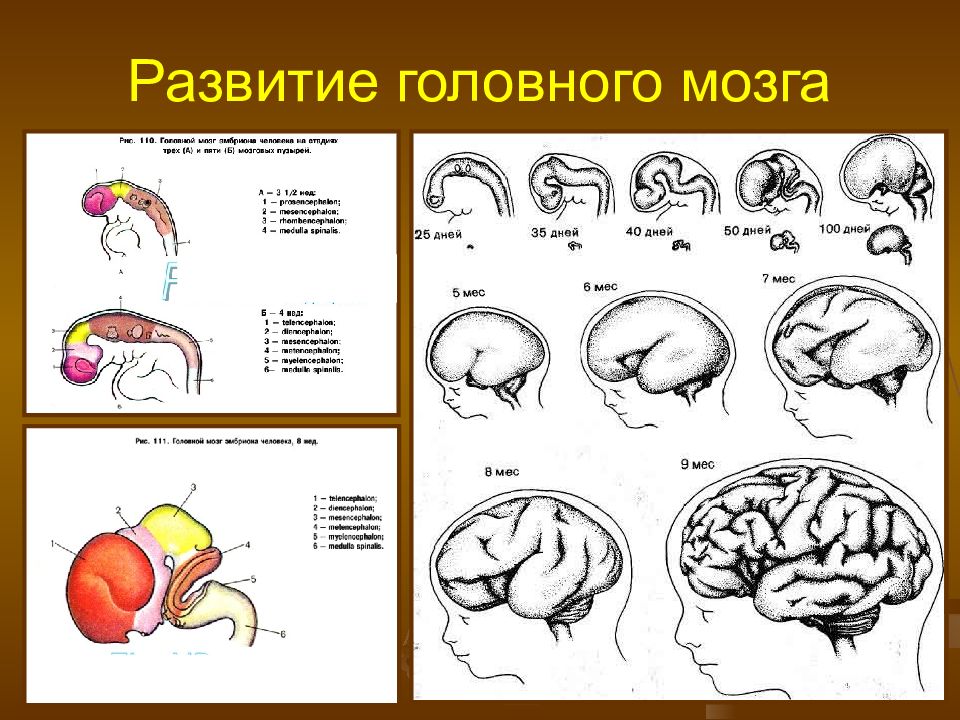 Возрастные особенности цнс презентация