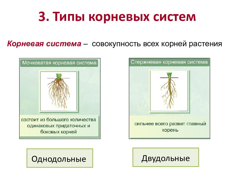 Боковые корни у растений