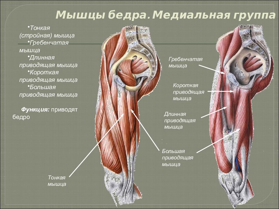 Медиальный и латеральный это. Мышцы бедра вид спереди поверхностный слой. Передняя и медиальная группы мышц бедра. Латеральные мышцы бедра анатомия.
