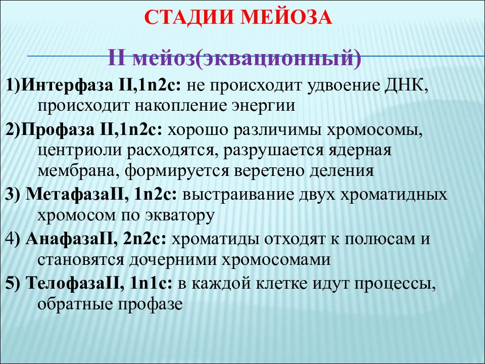 2 в интерфазе происходит. Интерфаза мейоза. Процессы в интерфазе мейоза. Стадии мейоза интерфаза. Интерфаза мейоза 1.