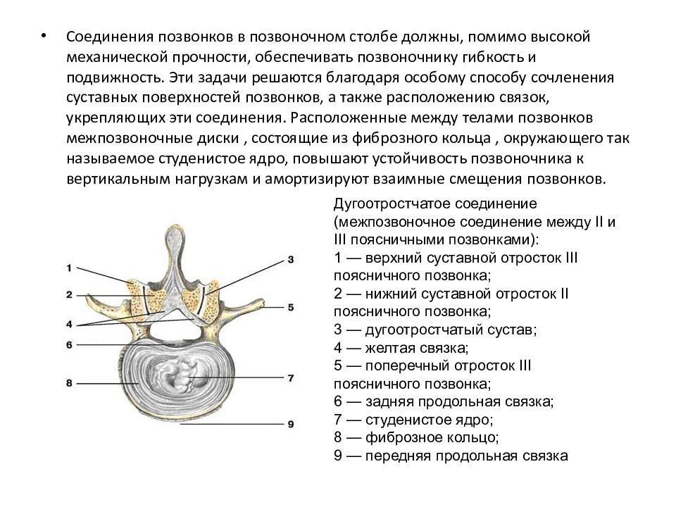 5 поясничный позвонок