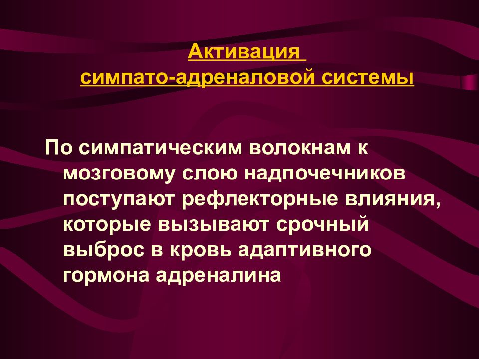 Симпато адреналовая система презентация