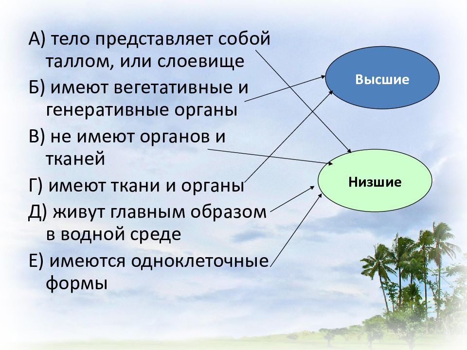 Тело представлено талломом листья