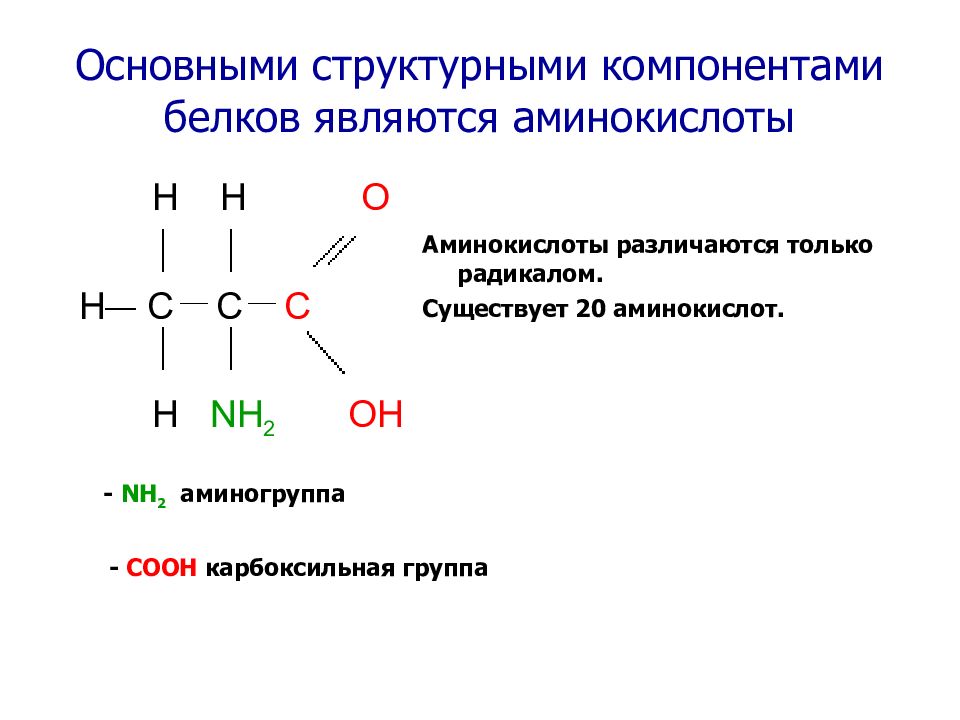 Аминокислоты являются белков. Аминокислоты структурные компоненты белков. Аминокислоты структурные компоненты белка. Аминокислоты являются структурными компонентами. Белки аминокислоты аминогруппа карбоксильная группа аминокислота.