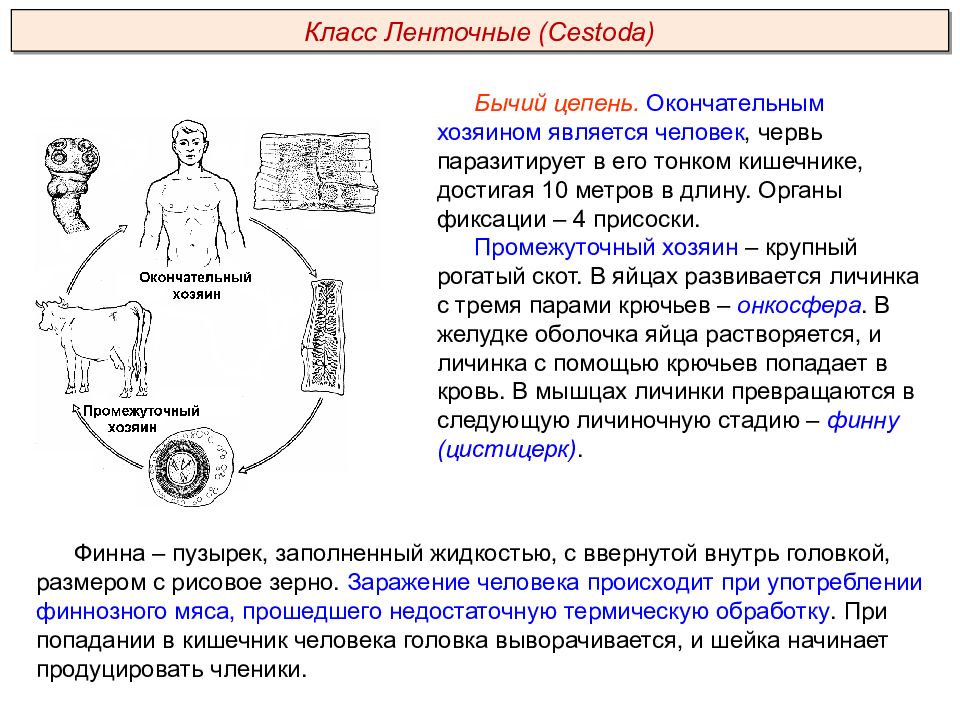 Опишите бычьего цепня