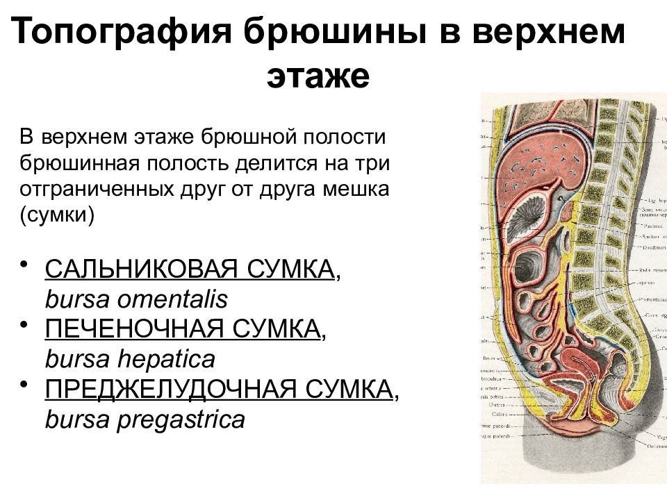 Можно брюшную полость сделать. Сальниковая сумка брюшины анатомия. Сальниковая сумка – Bursa Omentalis. Сальниковая печеночная и преджелудочная сумки. Преджелудочная сумка брюшины.