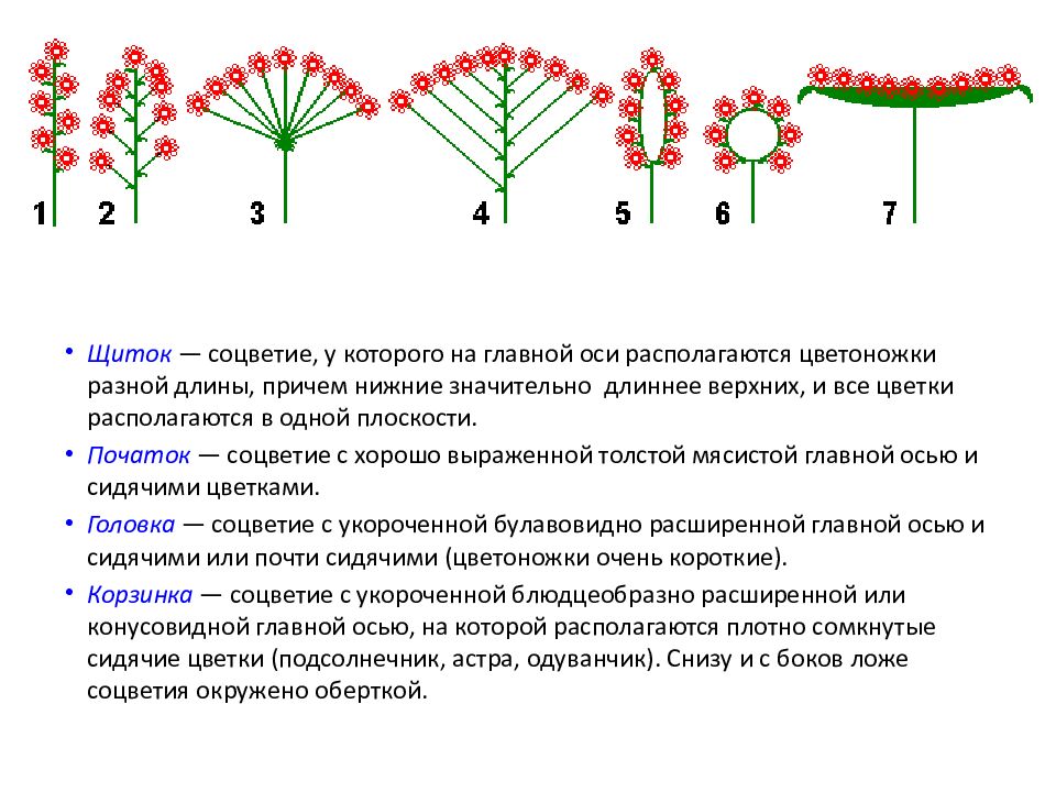 Схема соцветия