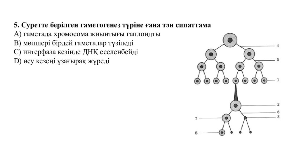 Гаметогенез. Адам гаметогенезінің сатылары. Сперматогенез бен оогенезді