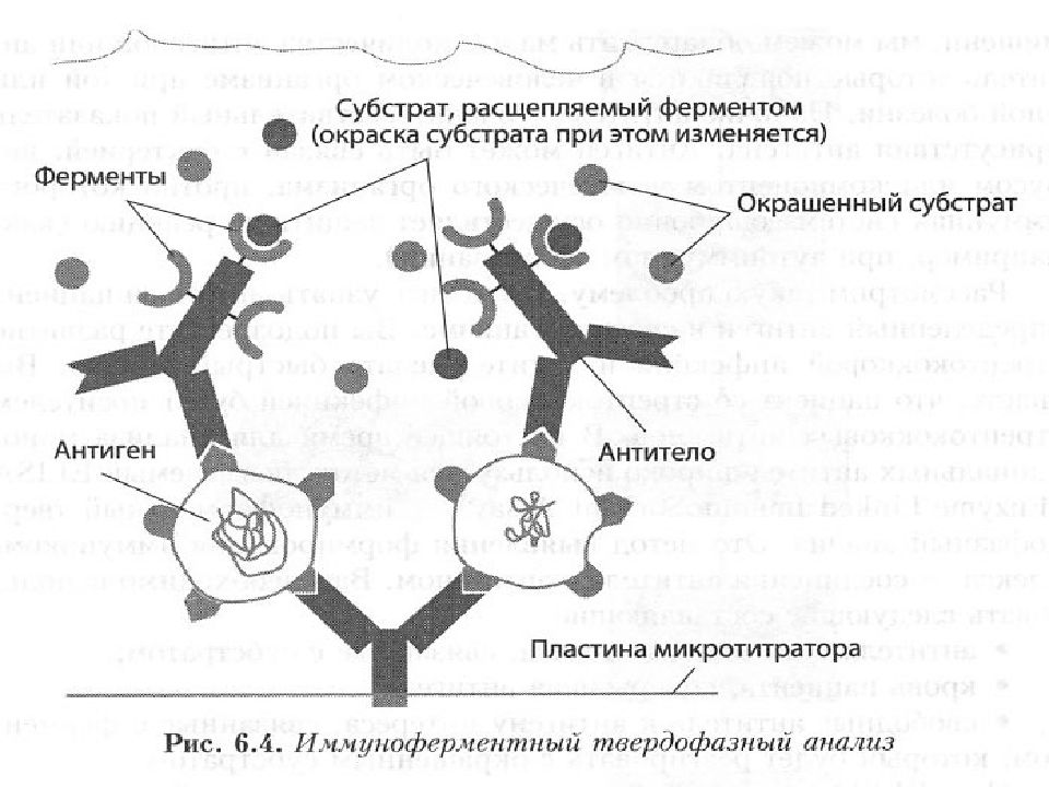 Выявление антител. Проведение ИФА для выявления антител схема. Механизм ИФА схема. Схемы реакции обнаружения антигенов и антител. В диагностических реакциях антиген-антитело определяют:.