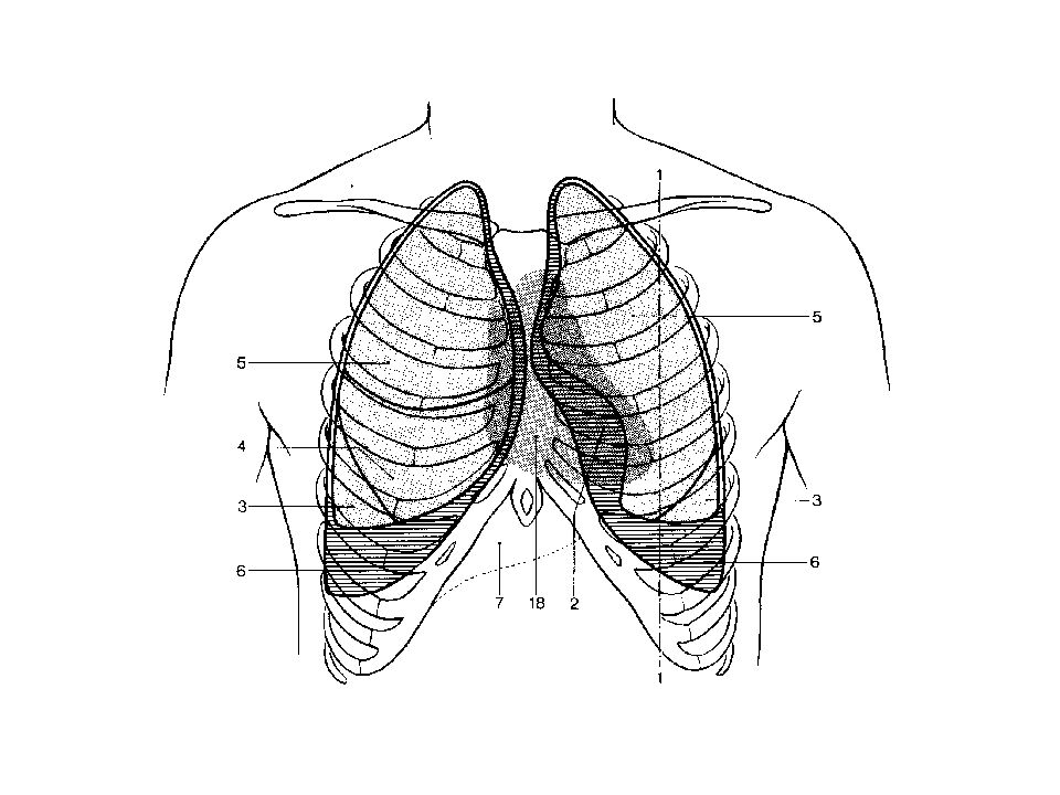 Глубина грудной клетки. Топография долей легких,границы легких. Проекция сегментов легкого на грудную клетку. Скелетотопия сегментов легких. Проекция междолевых борозд легкого на грудную стенку.