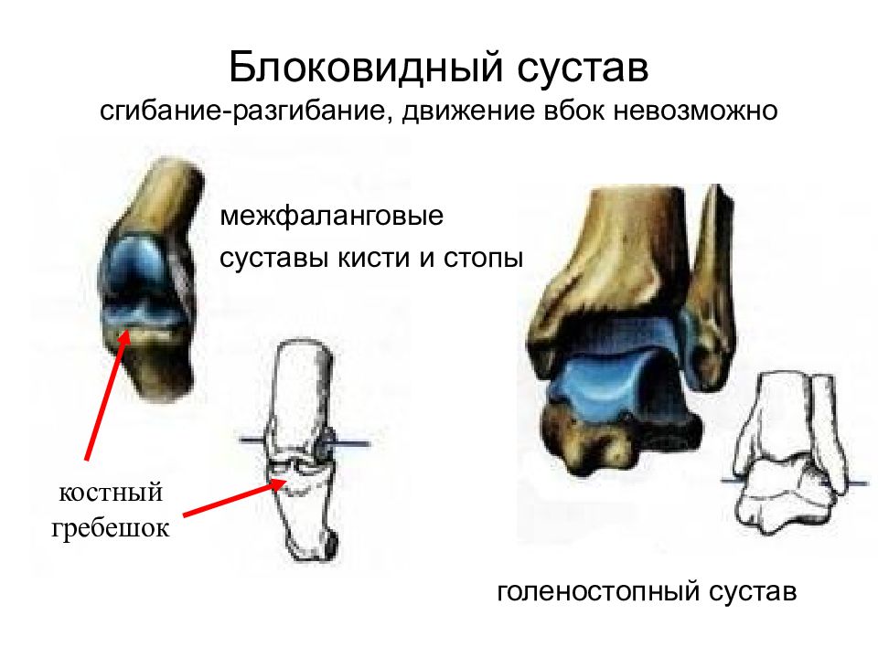 Группы суставов. Соединения костей блоковидный сустав. Блоковидный сустав пример. Цилиндрический и блоковидный сустав. Одноосные суставы.