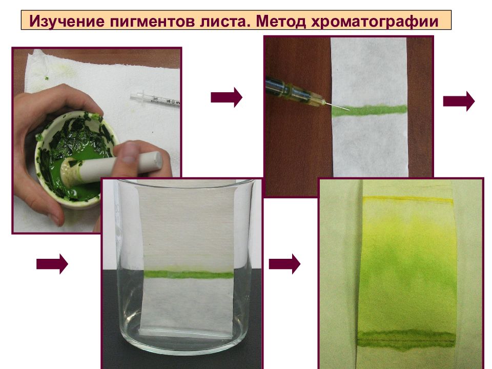 Методы листа. Бумажная хроматография пигментов листа. Разделение пигментов листа методом бумажной хроматографии. Бумажная хроматография хлорофилла. Хроматография пигментов зеленого листа.