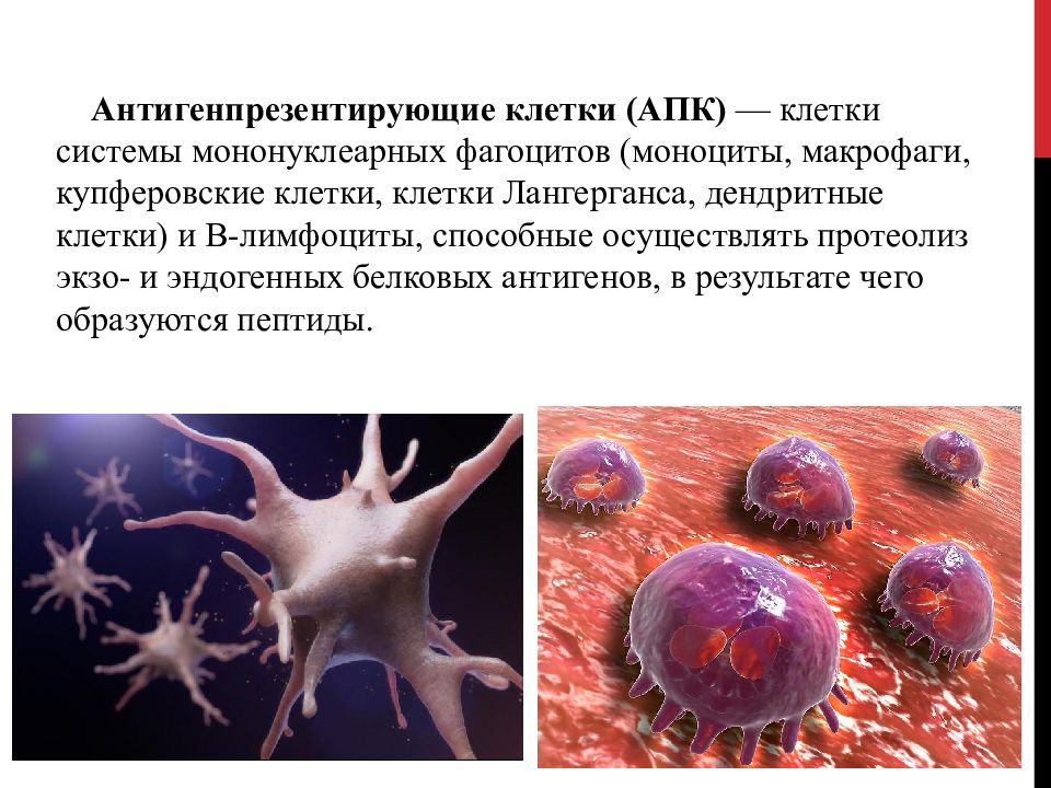 Презентация антигенов дендритными клетками