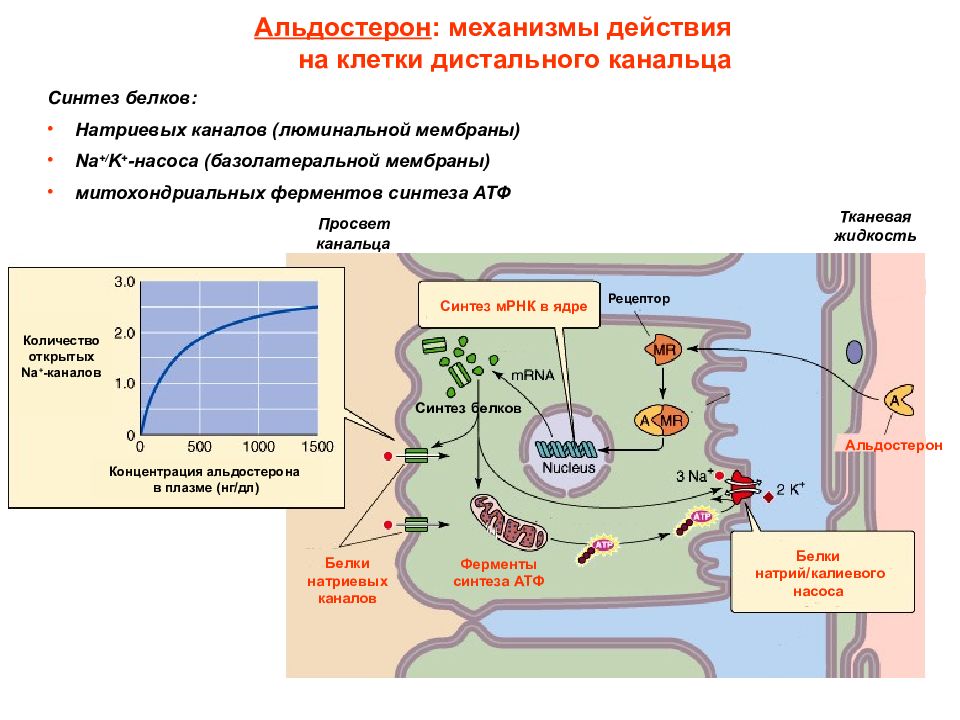 Действия клетки. Альдостерон механизм действия. Клеточный механизм действия альдостерона. Альдостерон физиология. Механизм действия альдостерона физиология.