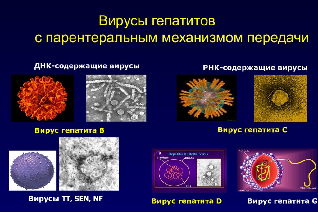 Виды передачи вирусов. ДНК содержащие вирусы гепатита. Вирусные гепатиты с парентеральным механизмом передачи. Вирус гепатита в. Вирусный гепатит способ передачи.