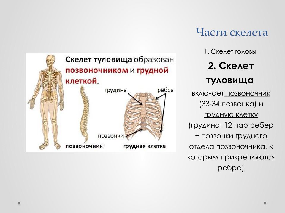 Скелет туловища тест. Части скелета туловища. Части скелета грудного отдела. Функции скелета туловища. Скелет туловища функции и Назначение.