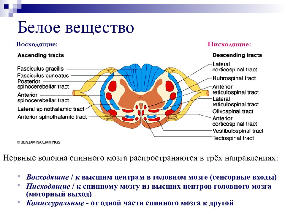 Белое и серое вещество спинного мозга презентация