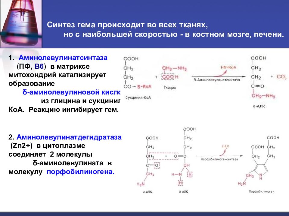 Схема синтеза гема биохимия