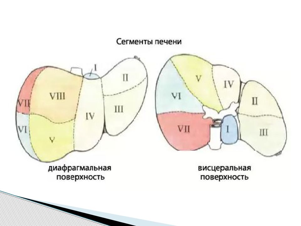 Печень по сегментам картинки