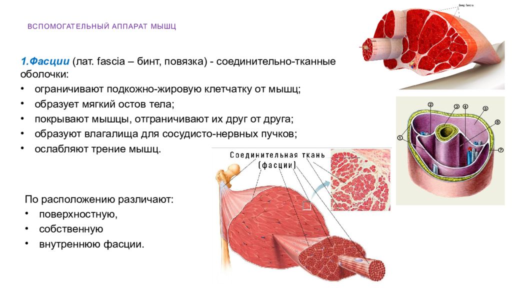 Соединительные мышцы. Вспомогательный аппарат мышц фасции синовиальные сумки и т.д. Вспомогательные аппараты фасции. Вспомогательный аппарат мышц анатомия. Строение мышцы фасция.