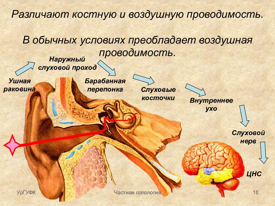 Костная проводимость. Патологии слухового анализатора таблица. Проводимость слухового нерва. Слуховой анализатор строение и функции. Патологии слухового анализатора.