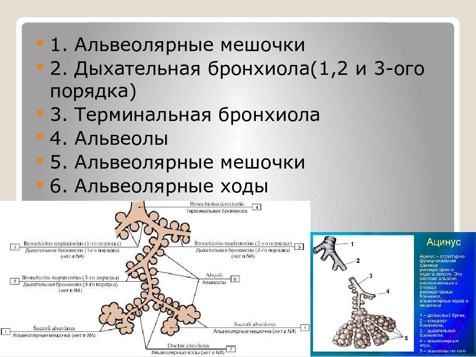 Альвеолами бронхиолами лепестками. Терминальные и респираторные бронхиолы. Строение бронхиол. Концевая бронхиола. Бронхиолы и альвеолы.