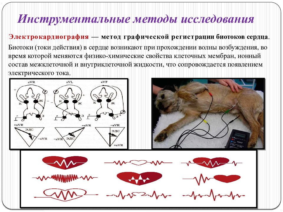 Графическое изображение биотоков сердца называется