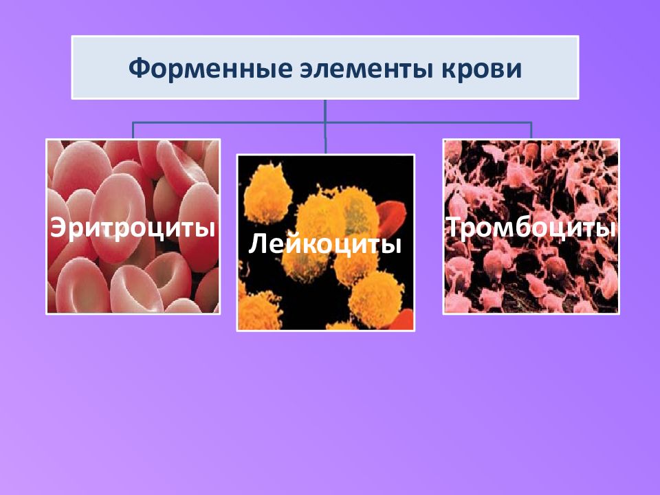 Снижение форменных элементов. Форменные элементы крови. Форменные элементы лимфы. Клетки крови способные к фагоцитозу. Источники развития крови.