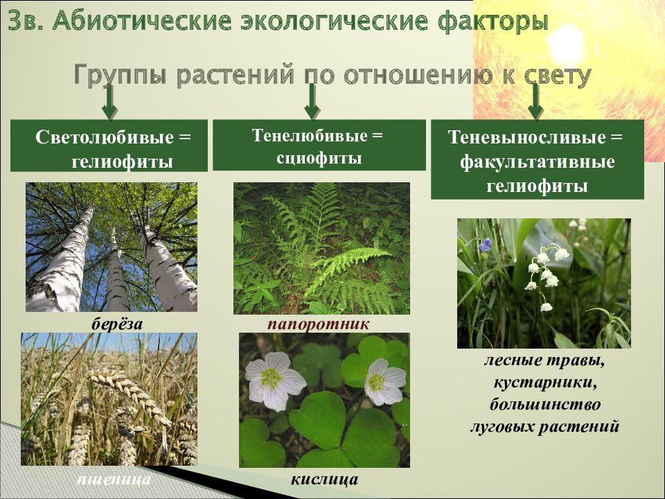 Основные экологические факторы и их влияние на растения 7 класс презентация