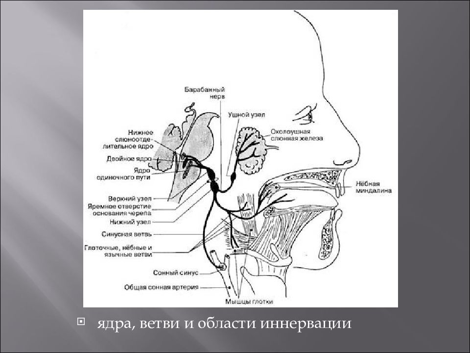 Языкоглоточный нерв анатомия схема