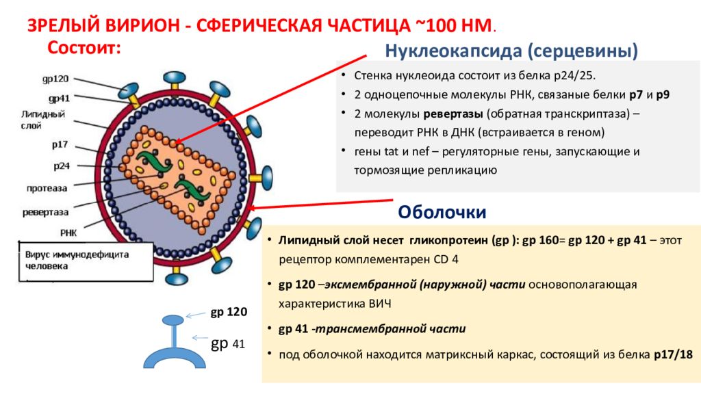 Белки вич. Структура вириона вируса СПИДА. Строение вириона ВИЧ. Вирус ВИЧ строение микробиология. Строение вириона микробиология.