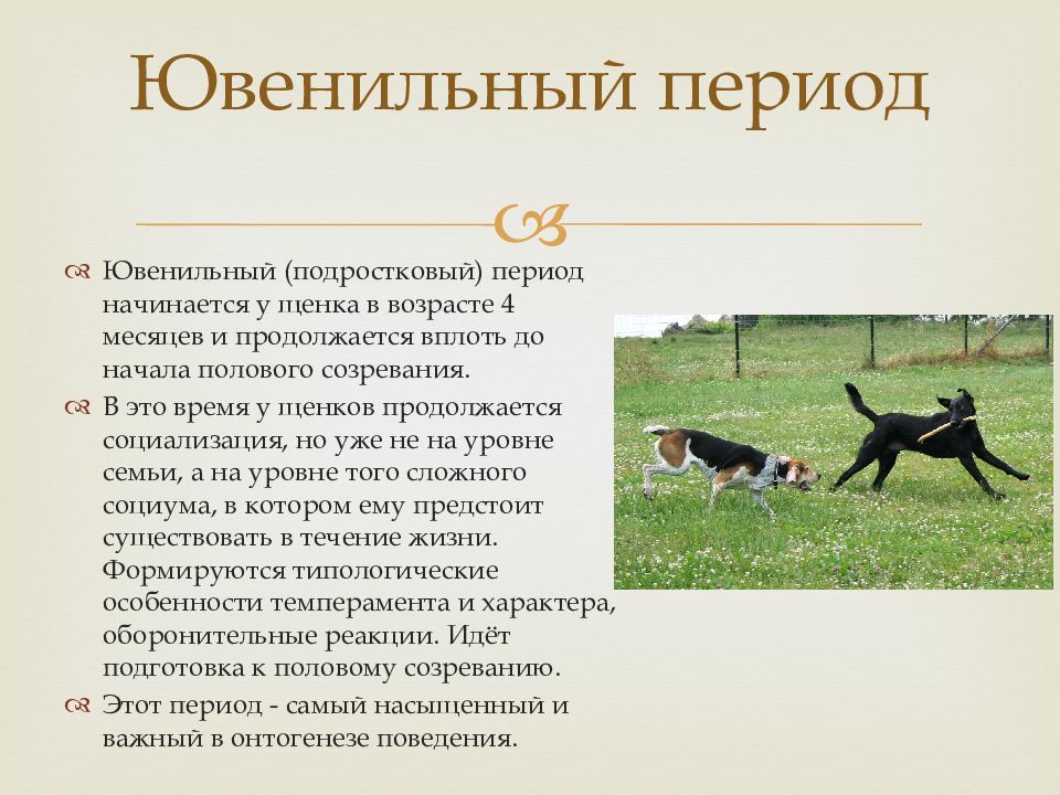 Периоды развития щенков. Ювенильный период у животных. Социализация собаки. Ювенильный период у собак. Социализация щенка.