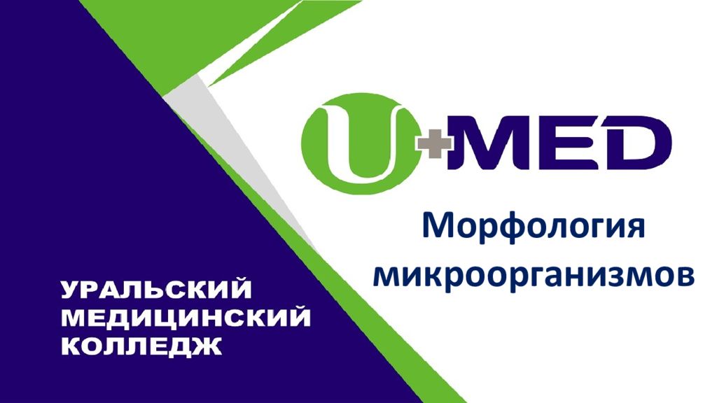 Морфология микроорганизмов