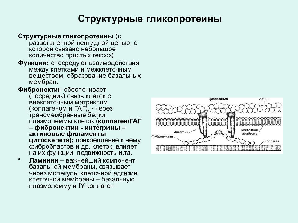 Присоединение углеводных компонентов к гликопротеидам. Гликопротеины соединительной ткани. Гликопротеины это комплекс. Гликопротеины это комплекс. Гликопротеин gp120 и gp41.